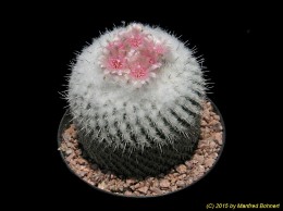 Epithelantha micromeris 1634 